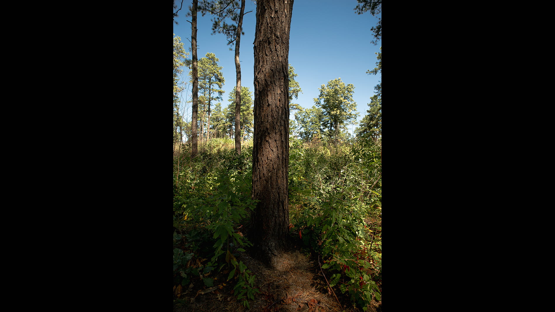 Vania Evangelique, Untitled (Albany Nature Preserve)