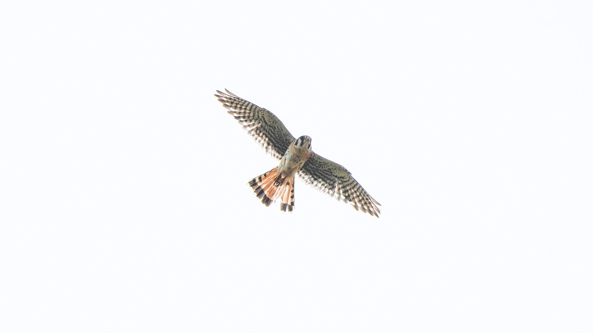 Holly Hilliard, American Kestrel In Flight