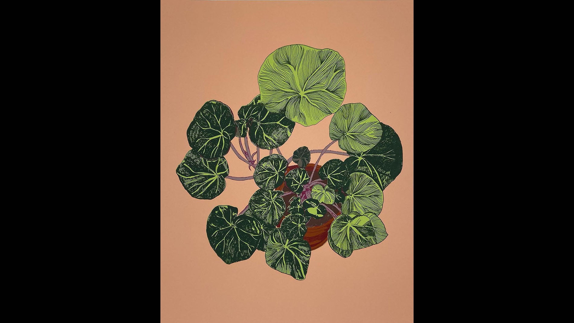 Fio Avocado, Beefsteak Begonias