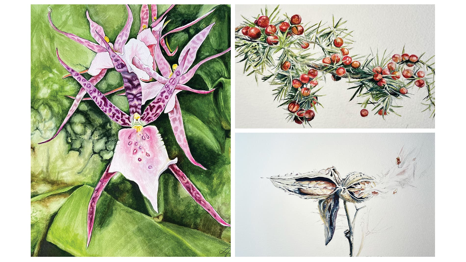 Liza Boffi, Botanical Watercolors